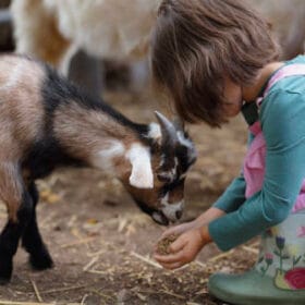 Young girl in pink overalls and green gumboots feeding a small goat from her hands at a farm or petting zoo.