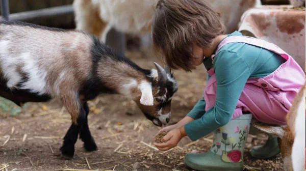 Young girl in pink overalls and green gumboots feeding a small goat from her hands at a farm or petting zoo.